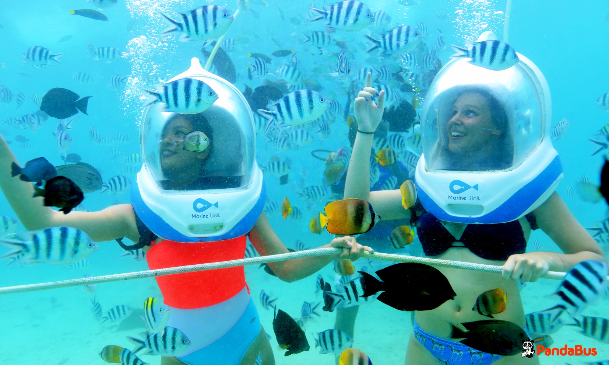 ＜スターフィッシュパッケージ＞